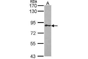 Image no. 1 for anti-GTPase, IMAP Family Member 8 (GIMAP8) (Internal Region) antibody (ABIN2854601)