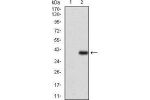 Image no. 3 for anti-CD7 (CD7) (AA 72-175) antibody (ABIN1724841)