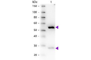 Western Blotting (WB) image for Donkey anti-Guinea Pig IgG (Heavy & Light Chain) antibody (Biotin) - Preadsorbed (ABIN1043955)