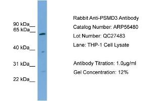 Image no. 2 for anti-Proteasome (Prosome, Macropain) 26S Subunit, Non-ATPase, 3 (PSMD3) (Middle Region) antibody (ABIN2786727)