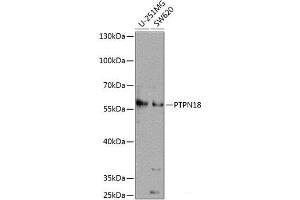 PTPN18 抗体