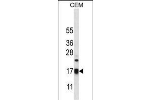 MRPS12 Antikörper  (AA 28-59)