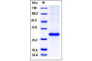 Ras Homolog Gene Family, Member A (RHOA) (AA 1-193) protein (His tag)