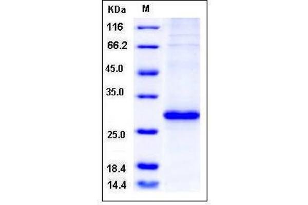 Ras Homolog Gene Family, Member A (RHOA) (AA 1-193) protein (His tag)