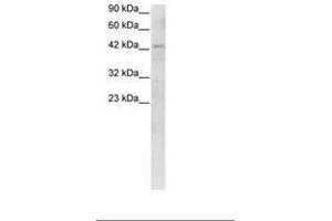 Image no. 3 for anti-Recombination Signal Binding Protein For Immunoglobulin kappa J Region (RBPJ) (C-Term) antibody (ABIN6735782)