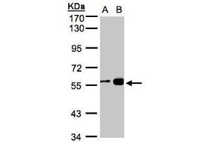 Image no. 2 for anti-Regulator of Chromosome Condensation 2 (RCC2) (Center) antibody (ABIN2856483)