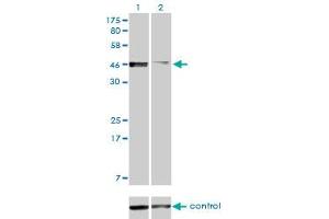 Image no. 5 for anti-Pre-B-Cell Leukemia Homeobox Protein 2 (PBX2) (AA 354-430) antibody (ABIN562115)