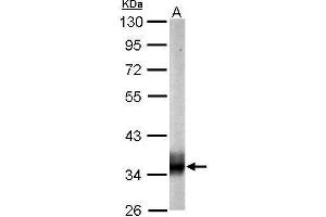 Image no. 5 for anti-Succinate-CoA Ligase, alpha Subunit (SUCLG1) (full length) antibody (ABIN2856658)