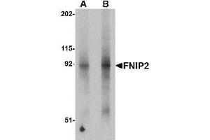Image no. 1 for anti-Folliculin Interacting Protein 2 (FNIP2) (N-Term) antibody (ABIN499855)