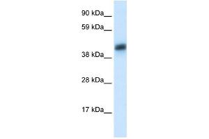 Image no. 1 for anti-Asialoglycoprotein Receptor 1 (ASGR1) (N-Term) antibody (ABIN629649)