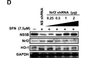 Image no. 106 for anti-Glyceraldehyde-3-Phosphate Dehydrogenase (GAPDH) (Center) antibody (ABIN2857072)