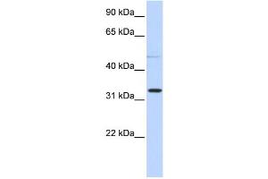 Image no. 1 for anti-Sialidase 4 (NEU4) antibody (ABIN2459537)