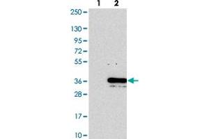 Image no. 1 for anti-Partner of Y14 and mago (WIBG) antibody (ABIN5590928)