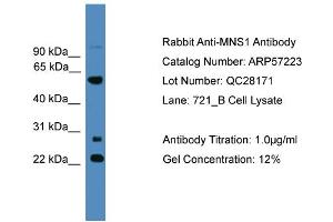 Image no. 2 for anti-Meiosis-Specific Nuclear Structural 1 (MNS1) (N-Term) antibody (ABIN2787128)