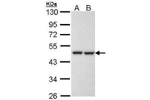 Image no. 3 for anti-KRR1, Small Subunit (SSU) Processome Component, Homolog (KRR1) (Center) antibody (ABIN2856179)