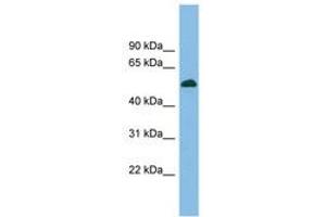 Image no. 1 for anti-CUGBP, Elav-Like Family Member 5 (CELF5) (AA 359-408) antibody (ABIN6744700)