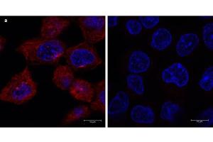 Immunofluorescence (IF) image for Fluorescent TrueBlot®: Anti-Mouse Ig DyLight™ 680 (ABIN6698836)