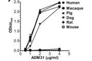ELISA binding of human, macaque, pig, dog, mouse, and rat FcRn toward ADM31 Source: PMID24764301