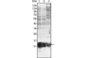 Image no. 3 for anti-S100 Calcium Binding Protein A10 (S100A10) antibody (ABIN1724664)