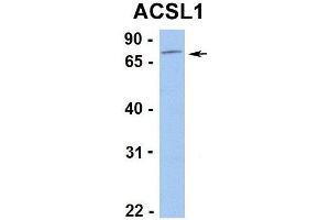 Image no. 2 for anti-Acyl-CoA Synthetase Long-Chain Family Member 1 (Acsl1) (C-Term) antibody (ABIN2777590)