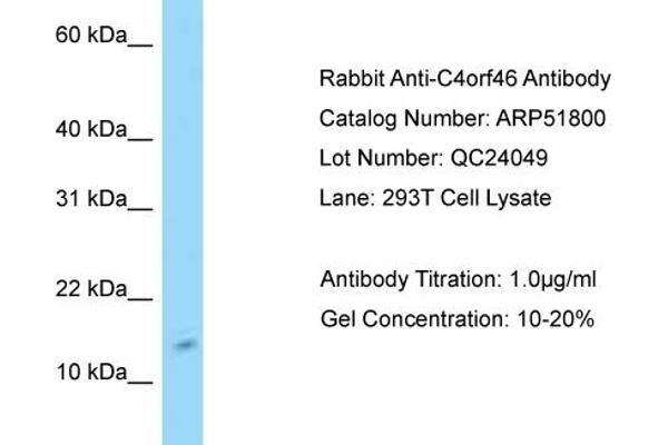anti-Chromosome 4 Open Reading Fram 46 (C4orf46) (N-Term) antibody