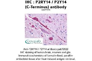 Image no. 1 for anti-Purinergic Receptor P2Y, G-Protein Coupled, 14 (P2RY14) (C-Term) antibody (ABIN1737763)