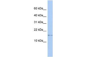 anti-CDGSH Iron Sulfur Domain 2 (CISD2) (N-Term) antibody