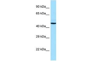 Image no. 1 for anti-Alpha-2A Adrenergic Receptor (ADRA2A) (C-Term) antibody (ABIN2788284)