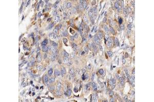MUC13 antibody  (C-Term)