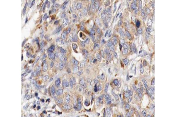 MUC13 antibody  (C-Term)