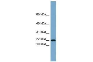 Image no. 1 for anti-Proline Rich 13 (PRR13) (Middle Region) antibody (ABIN632300)