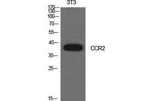 Image no. 2 for anti-Chemokine (C-C Motif) Receptor 2 (CCR2) (Internal Region) antibody (ABIN3181473)