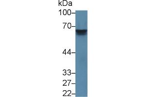 Image no. 2 for anti-Interleukin 27 Receptor, alpha (IL27RA) (AA 117-350) antibody (ABIN1859411)