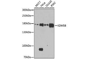 Image no. 1 for anti-Lysine (K)-Specific Demethylase 5B (KDM5B) antibody (ABIN6142802)