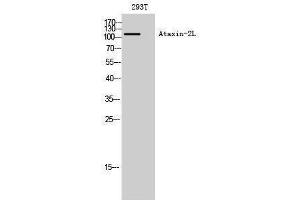 Image no. 1 for anti-Ataxin 2-Like (ATXN2L) (Internal Region) antibody (ABIN3180503)