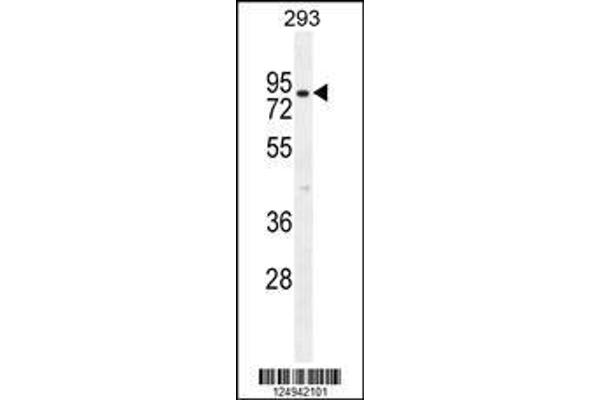 anti-ClpX Caseinolytic Peptidase X (CLPX) (AA 449-477), (C-Term) antibody