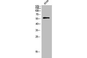 HBP1 anticorps  (pSer402)