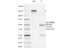 Image no. 1 for anti-CD1b (CD1B) antibody (ABIN6941007)