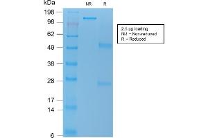 Image no. 1 for anti-Tumor Necrosis Factor (Ligand) Superfamily, Member 15 (TNFSF15) antibody (ABIN6941290)