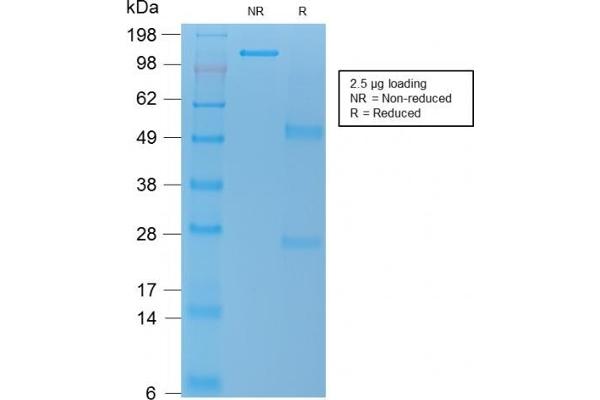 anti-Tumor Necrosis Factor (Ligand) Superfamily, Member 15 (TNFSF15) antibody