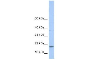 Image no. 1 for anti-MYC Associated Factor X (MAX) (N-Term) antibody (ABIN927870)
