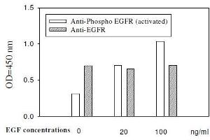 Image no. 2 for Epidermal Growth Factor Receptor (EGFR) ELISA Kit (ABIN1981821)