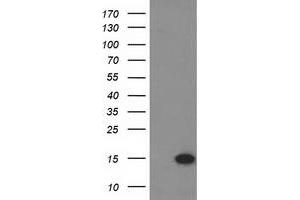 Image no. 3 for anti-Eukaryotic Translation Initiation Factor 1 (EIF1) antibody (ABIN2720042)