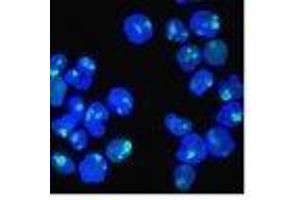 Image no. 2 for anti-Nucleolin (NCL) antibody (APC) (ABIN6166133)