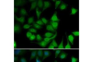 Immunofluorescence analysis of U2OS cells using POLR2H Polyclonal Antibody
