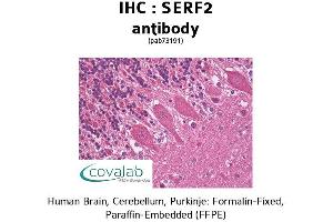 Image no. 1 for anti-Small EDRK-Rich Factor 2 (SERF2) antibody (ABIN1739144)