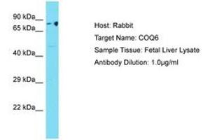 Image no. 1 for anti-Coenzyme Q6, Monooxygenase (COQ6) (AA 40-89) antibody (ABIN6750506)