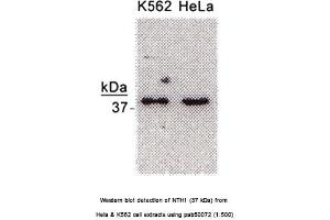 Image no. 1 for anti-Nth Endonuclease III-Like 1 (NTHL1) antibody (ABIN363381)