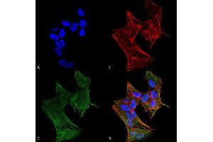 Image no. 1 for anti-Intraflagellar Transport 88 Homolog (IFT88) (AA 674-686) antibody (ABIN5066425)