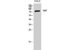Image no. 1 for anti-N-Ethylmaleimide-Sensitive Factor (NSF) (Internal Region) antibody (ABIN3185962)